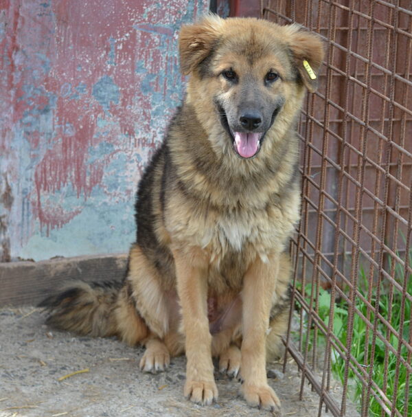 SALLY - reserviert Tierhilfe Lebenswert DR (19.06.) - vermittelt – Bild 6