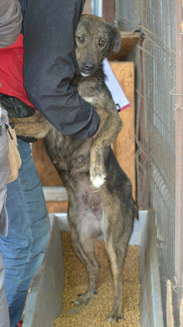TILLY - reserviert Tierhilfe Lebenswert DR (10.08.) - vermittelt – Bild 2