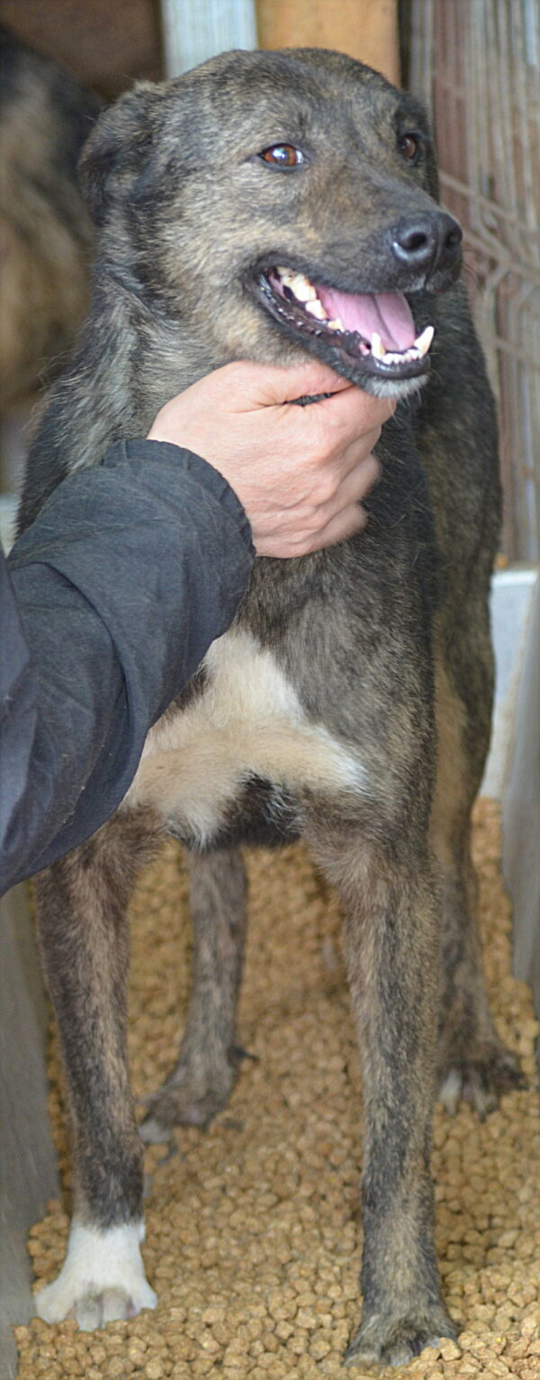 TILLY - reserviert Tierhilfe Lebenswert DR (10.08.) - vermittelt – Bild 3