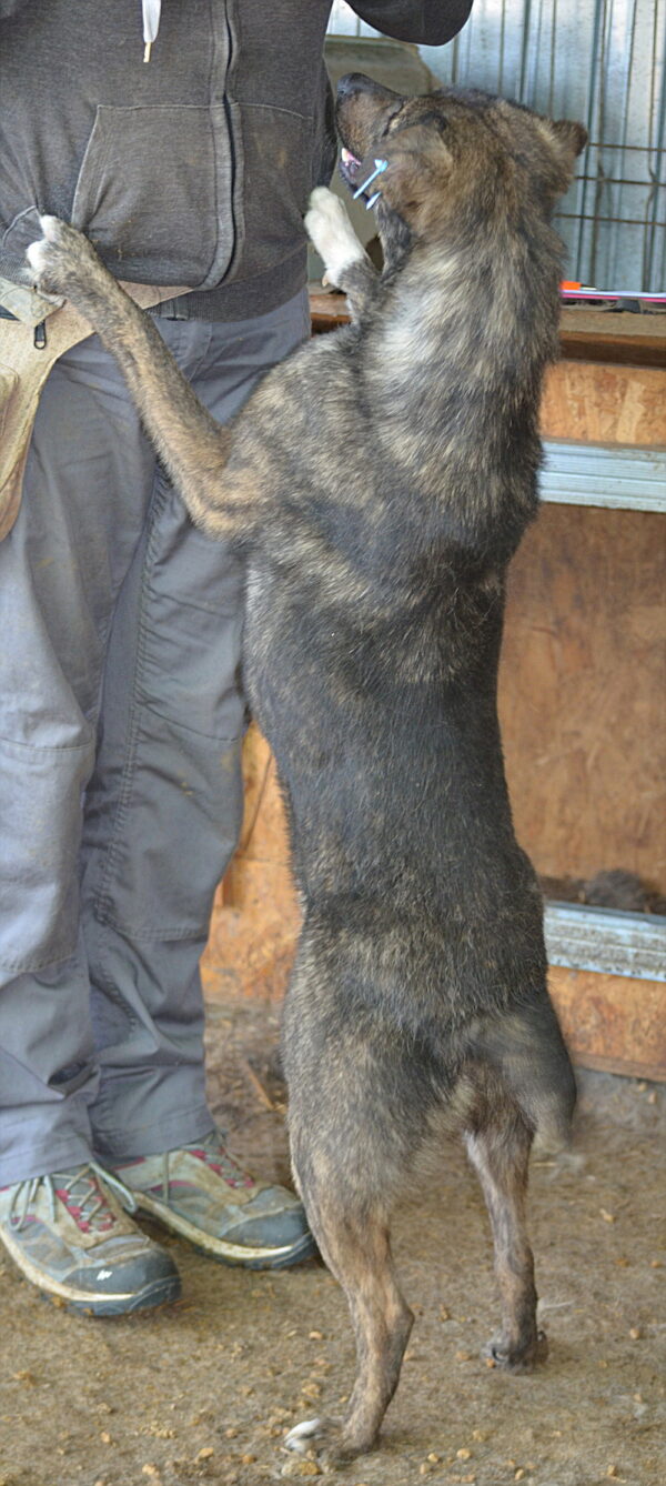 TILLY - reserviert Tierhilfe Lebenswert DR (10.08.) - vermittelt – Bild 4