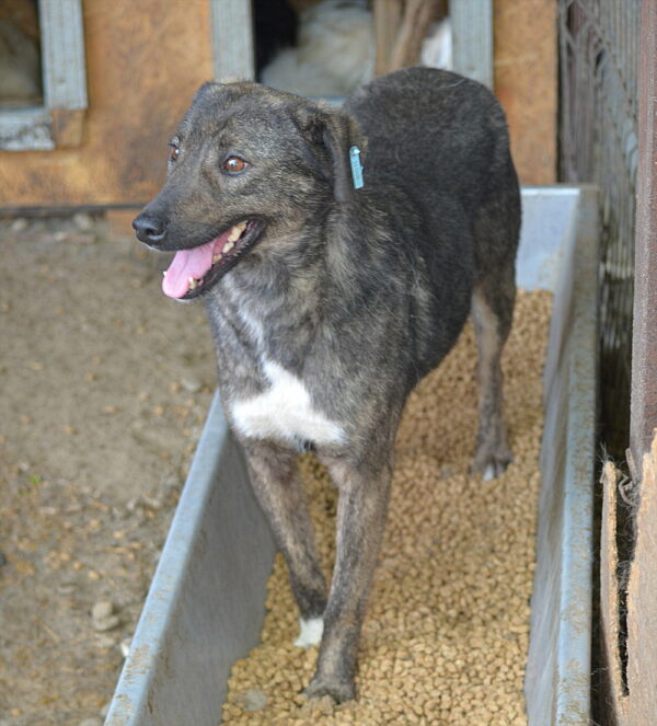 TILLY - reserviert Tierhilfe Lebenswert DR (10.08.) - vermittelt – Bild 7