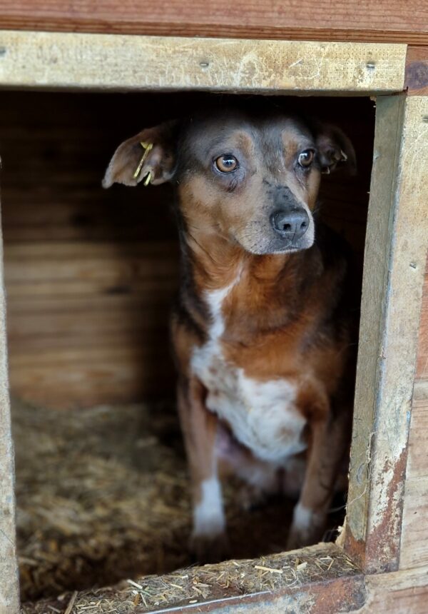 POLLY - reserviert Betty vermittelt – Bild 4