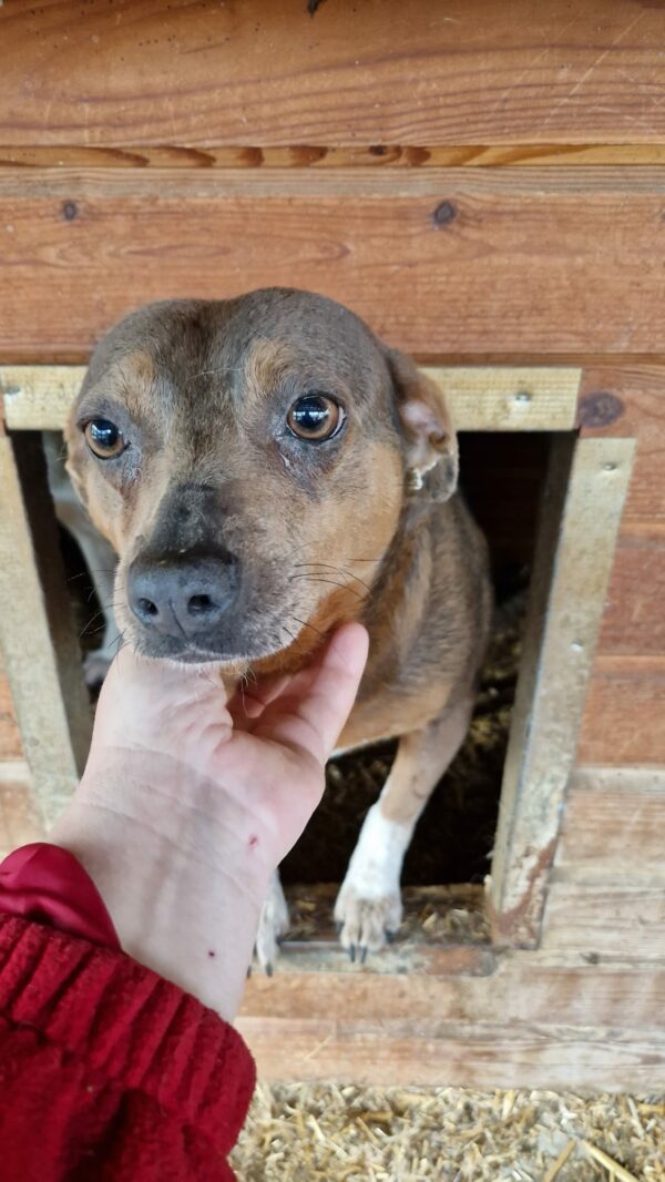 POLLY - reserviert Betty vermittelt – Bild 3
