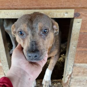 POLLY - reserviert Betty vermittelt