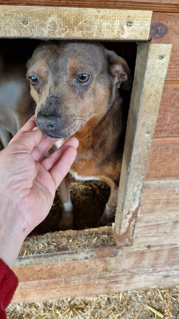 POLLY - reserviert Betty vermittelt – Bild 2
