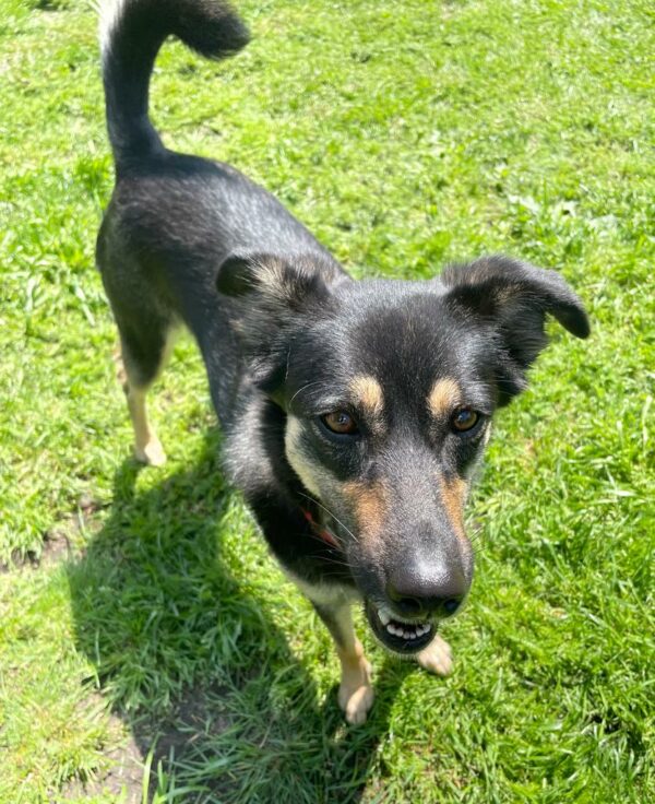 Katinka in 56729 Kirchwald - vermittelt – Bild 17