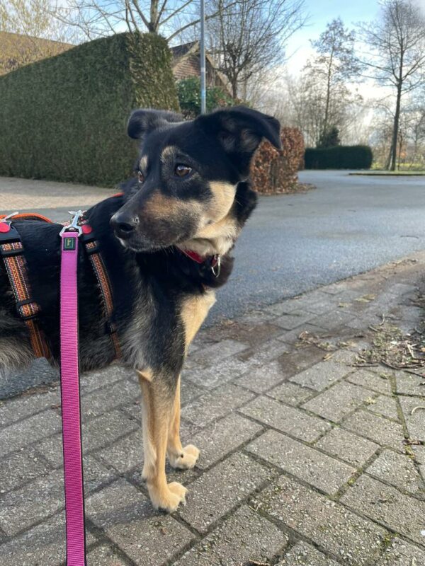 Katinka in 56729 Kirchwald - vermittelt – Bild 10