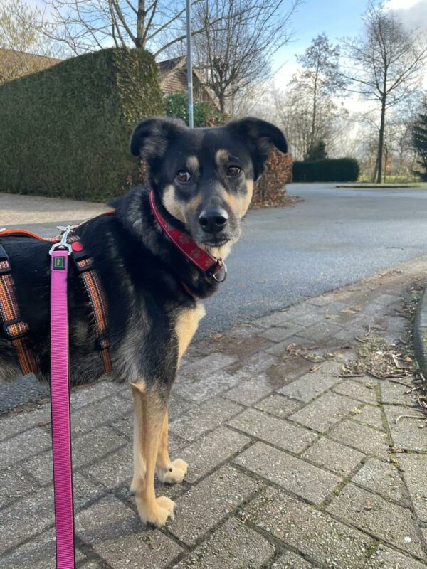 Katinka in 56729 Kirchwald - vermittelt – Bild 8