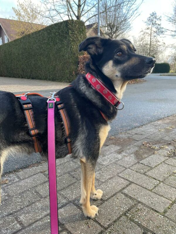 Katinka in 56729 Kirchwald - vermittelt – Bild 9