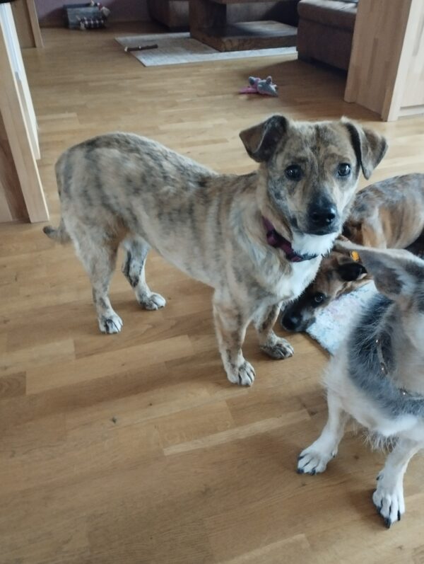 Khumba in 74372 Sersheim *vermittelt* – Bild 4
