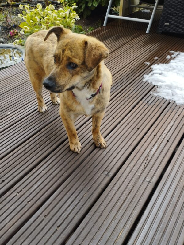 Khumba in 74372 Sersheim *vermittelt* – Bild 2