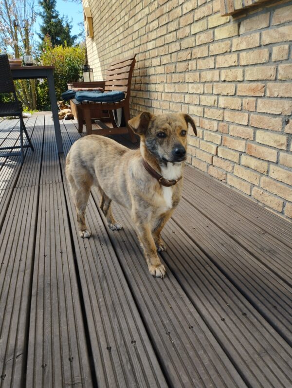 Khumba in 74372 Sersheim *vermittelt* – Bild 6