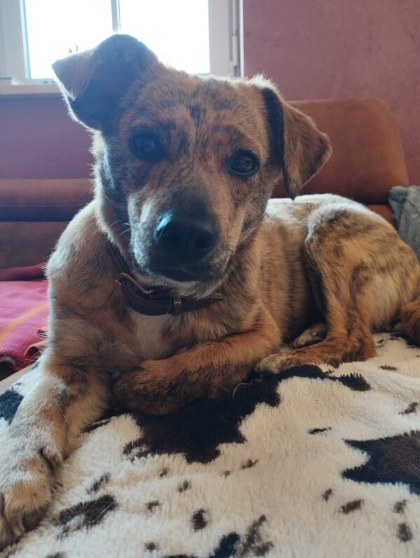 Khumba in 74372 Sersheim *vermittelt* – Bild 3