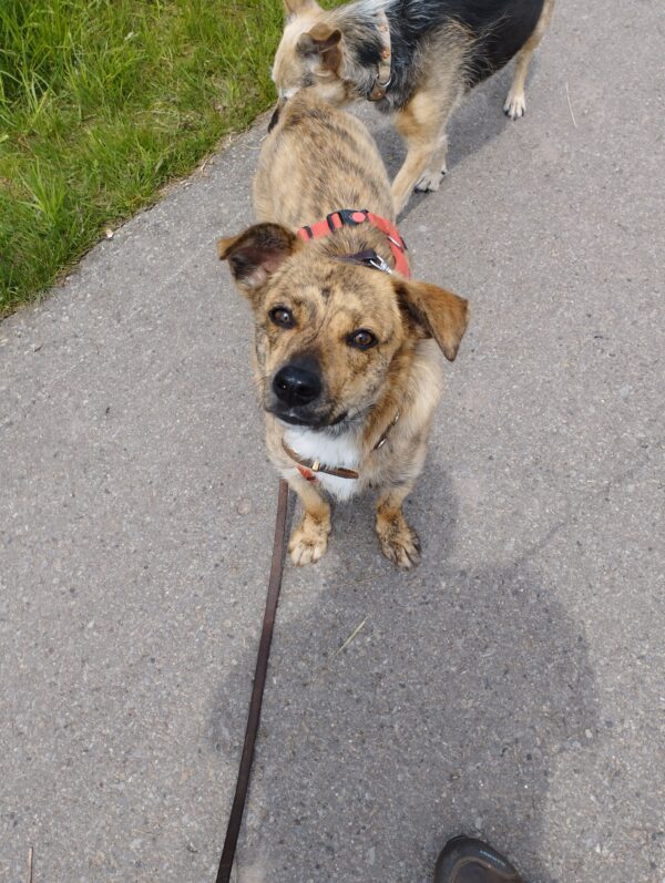 Khumba in 74372 Sersheim *vermittelt* – Bild 8
