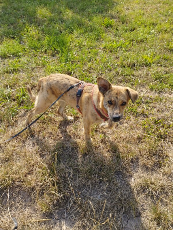 Khumba in 74372 Sersheim *vermittelt* – Bild 9