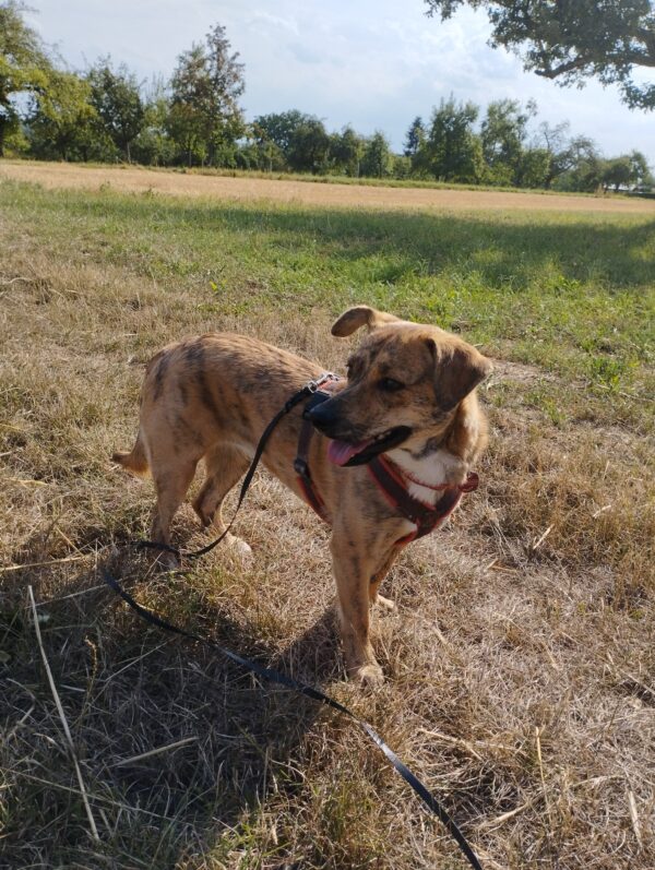 Khumba in 74372 Sersheim *vermittelt* – Bild 10