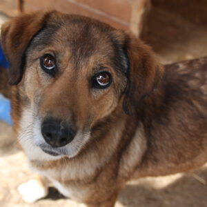 SHYARA - reserviert TH Iserlohn 27.09 vermittelt