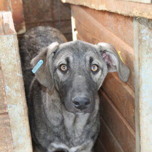 MOTTE - sollte zeitnah ausreisen - reserviert NadineH vermittelt