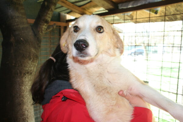 ARGOS - reserviert Tierhilfe Lebenswert DR (06.07.) - vermittelt – Bild 3
