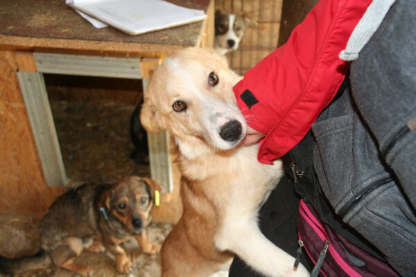 ARGOS - reserviert Tierhilfe Lebenswert DR (06.07.) - vermittelt – Bild 5