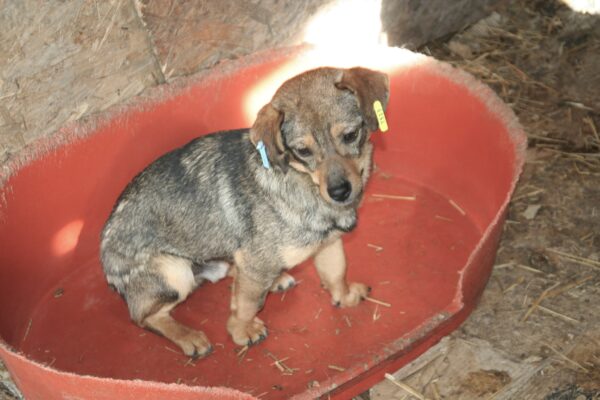 JAVON - reserviert Tierhilfe Lebenswert DR (16.04.) - vermittelt – Bild 2