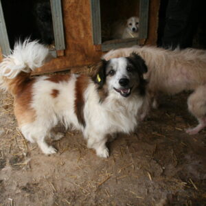 JANOSCH - reserviert IH DR (13.04.) - vermittelt