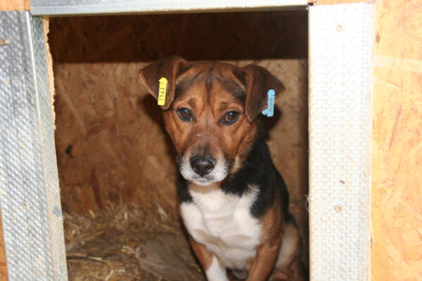LITTLE JOE - RBB 03/23 – Bild 2