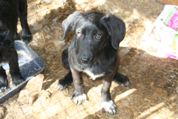 EMIL - vor Ort adoptiert – Bild 2