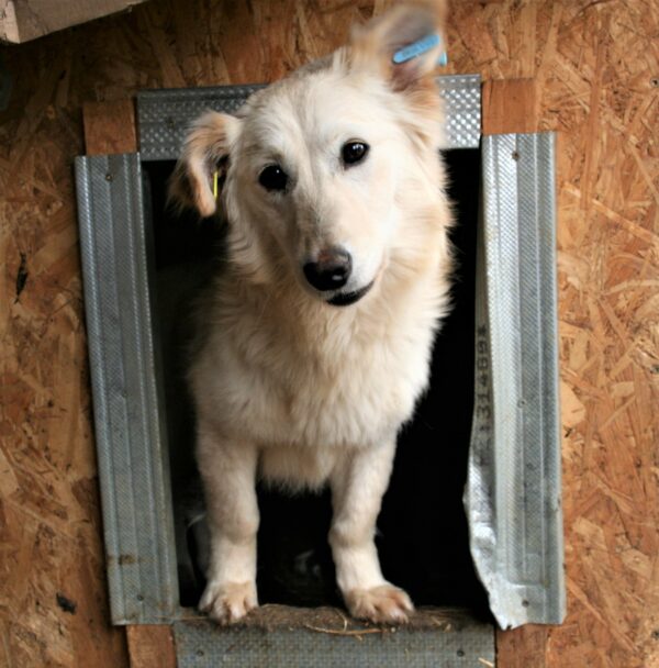 IZZY - reserviert Tierhilfe Lebenswert DR (18.04.) - vermittelt