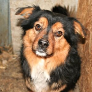 SNOOPY - auf Pflegestelle in PLZ 1 vermittelt