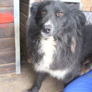 EBONY - reserviert LS - vermittelt