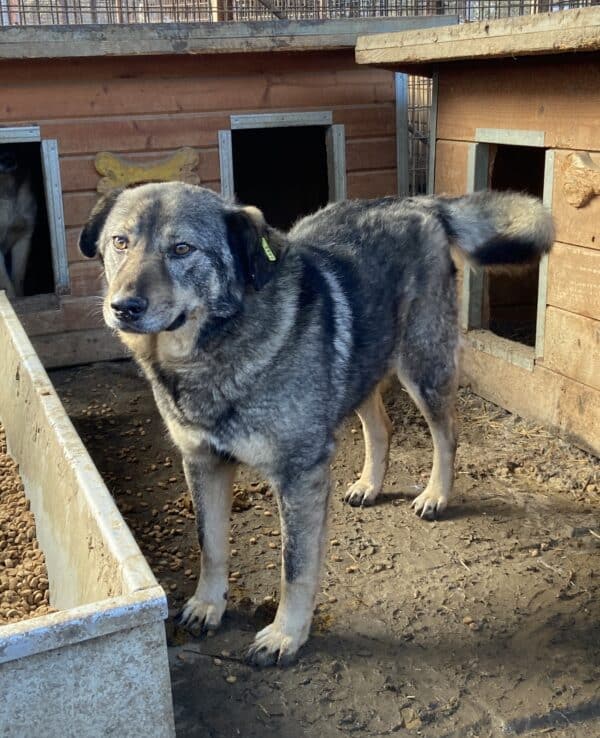 BALBOA (♂) – Bild 6