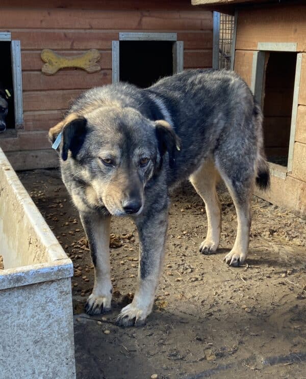 BALBOA (♂) – Bild 9