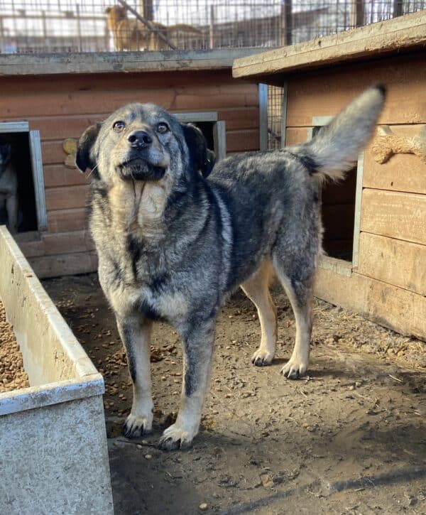 BALBOA (♂) – Bild 5