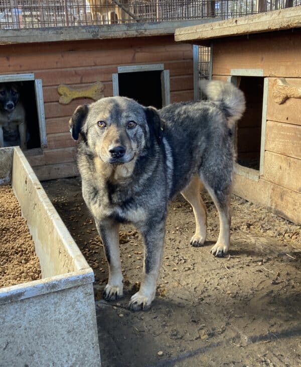 BALBOA (♂) – Bild 11