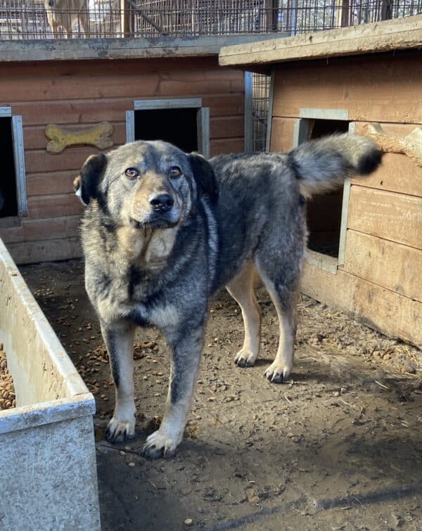 BALBOA (♂) – Bild 4
