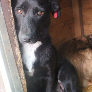 SHAWNEE - reserviert Betty - vermittelt