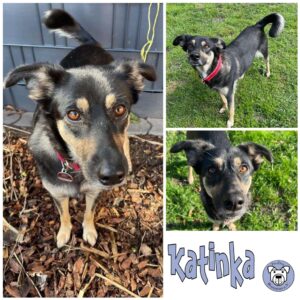 Katinka in 56729 Kirchwald - vermittelt