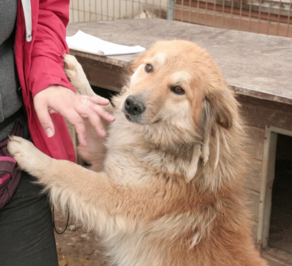 PADDY - reserviert TH Gifhorn vermittelt – Bild 5