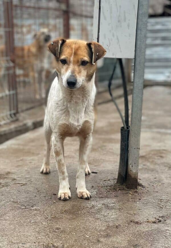 SELMA (♀) - (Doppelerfassung=Alessa) – Bild 3