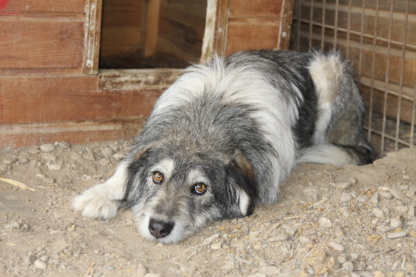 SHELLA (♀) – Bild 7