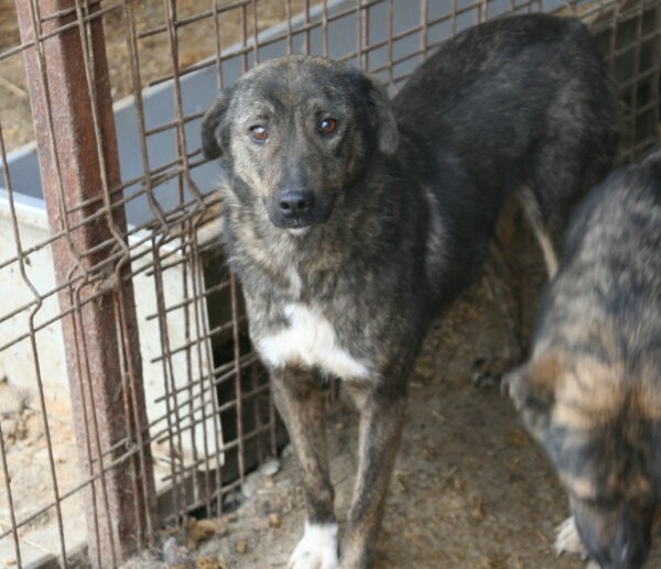 TILLY - reserviert Tierhilfe Lebenswert DR (10.08.) - vermittelt