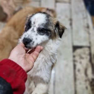 JACKY - auf Pflegestelle in PLZ 8 *vermittelt*