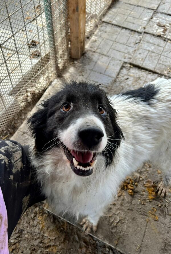MAGGY (♀) – Bild 4