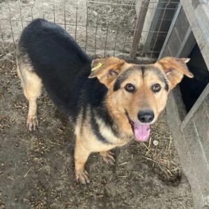 BABSI - reserviert Betty - vermittelt