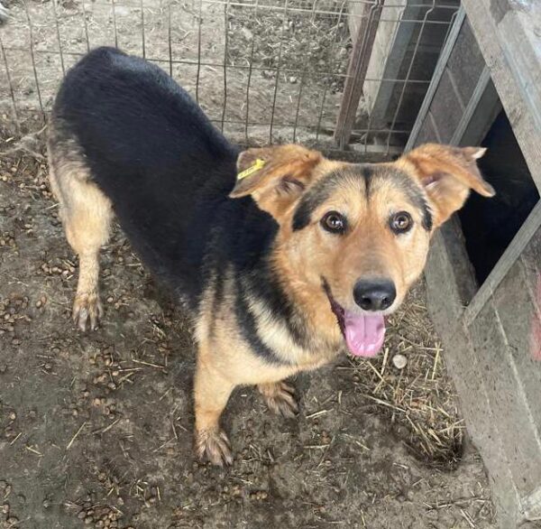 BABSI - reserviert Betty - vermittelt