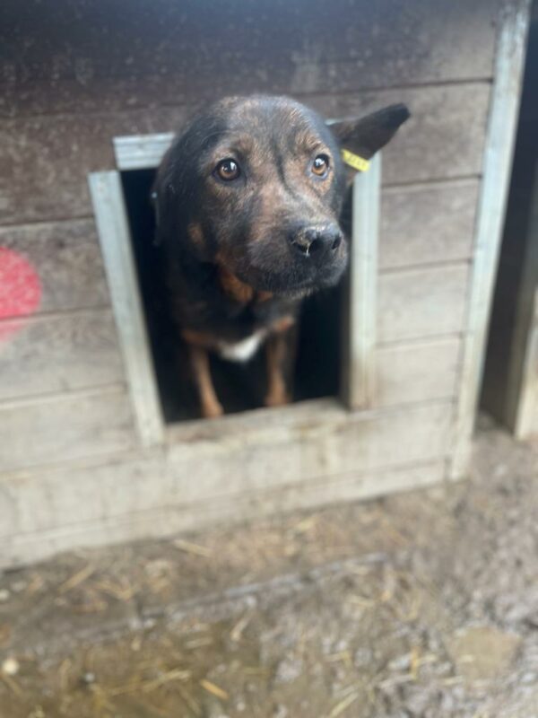 CRUSOE - vermisst 11/24 – Bild 3