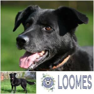 Loomes in 68642 Bürstadt - vermittelt