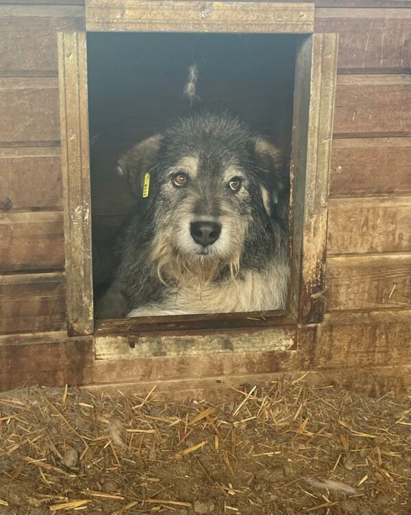 SHELLA (♀) – Bild 12