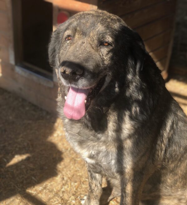 MAGOO - reserviert Manuela - vermittelt – Bild 2
